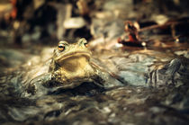 Common toad 2 by tr-design