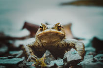 Common toad  by tr-design
