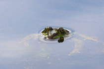 Tiere im Wasser - Der Frosch by Bernhard Kaiser