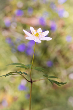 Woodland-anemone-1