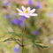 Woodland-anemone-1