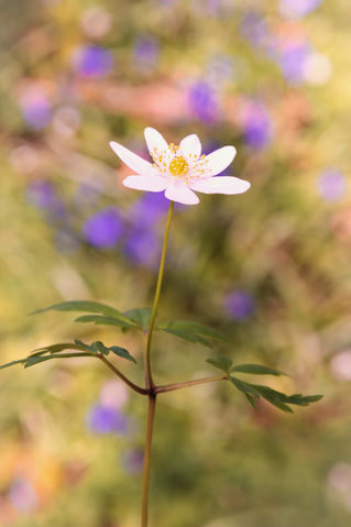 Woodland-anemone-2