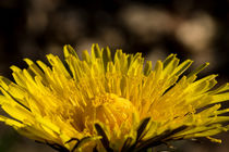 Die gelbe Blüte des Löwenzahn by Ronald Nickel