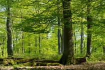 Mächtige Bäume im lichten Frühlings-Wald by Ronald Nickel