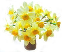 Daffodils by David Bishop
