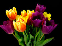 Tulips von David Bishop