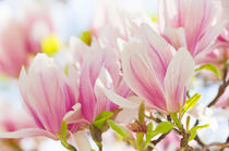 'Leuchtende Magnolien' by AD DESIGN Photo + PhotoArt