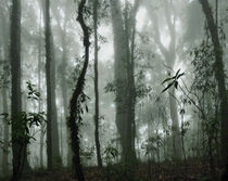 'Im tropischen Nebelwald 2' von Hartmut Binder