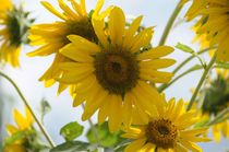 Sun Flower von Francis Kiarie