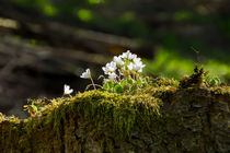Kleine Blüten auf einem alter Baumstumpf von Ronald Nickel