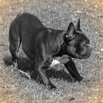 Nostalgie Französische Bulldogge von kattobello