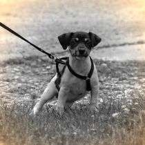 Nostalgie Jack Russel Terrier Welpe von kattobello