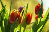 Tulpen mit malerischem Bokeh von H. Ullrich