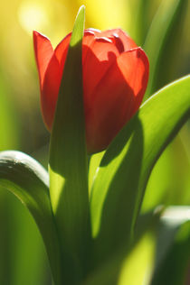rote Tulpe mit malerischem Bokeh by H. Ullrich