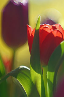 Tulpen mit malerischem Bokeh by H. Ullrich