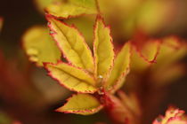 Rose leaf von liez alb