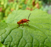Horned Beetle by David Bishop