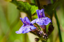 Die blauen Blüten des Gundermann von Ronald Nickel