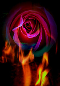 Hot rose by Walter Zettl