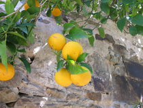 Orangenbaum an einer Mauer von Heike Rau