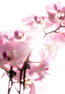 Orchidee von Fotostudio  S. Grey