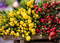 Tulpen gestapelt by Fotostudio  S. Grey