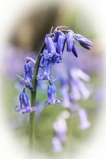 The English Bluebell by Jeremy Sage