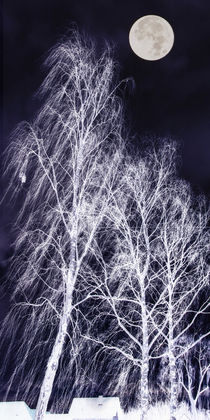 Winter Night at the Birches von Chris Berger