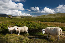 Sheep in landscape of Norway by Bastian Linder