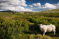 Sheep in landscape of Norway von Bastian Linder