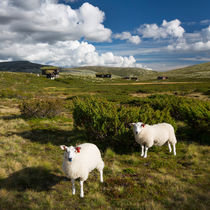 Sheep in landscape of Norway by Bastian Linder