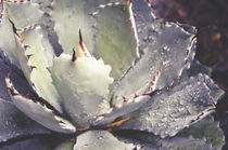 Succulent Raindrops by Karen Black