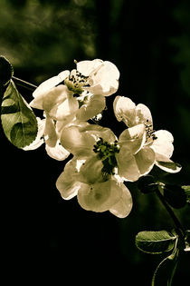 Quince flowers in the dark by Chris Berger