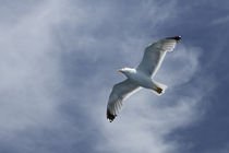 Flying seagull by Bastian Linder