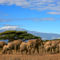 A-herd-of-elephants-at-the-foreground-of-mount-kenya