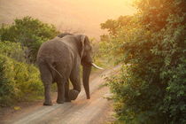 African Elephant in the sunset by Bastian Linder