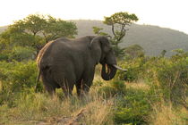 African Elephant in green nature von Bastian Linder