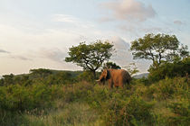African elephant in green nature by Bastian Linder