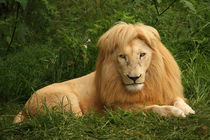 Portrait of a lion von Bastian Linder