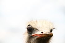 Head of Ostrich by Bastian Linder