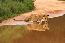 Baby lion drinking at water hole by Bastian Linder