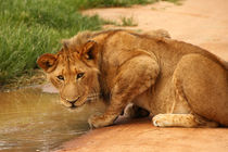 Lion drinking at water hole by Bastian Linder