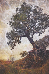 Olden Tree by Karen Black