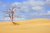 Desert Tree von Karen Black