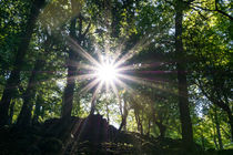 Die Sonne im Hochsommer im Wald von Ronald Nickel