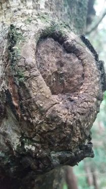 Baum Herz von ifaiald
