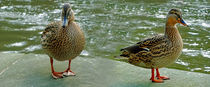 Themse-Ente, biometrisch von Hartmut Binder