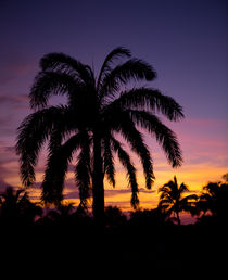 Carribbean sunset with palm by Bastian Linder