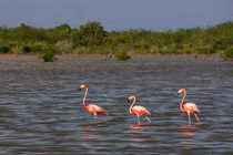 Flamingos in water in Cuba by Bastian Linder