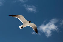 Seagull in the sky by Bastian Linder